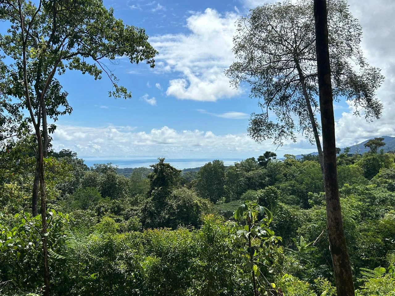 Marvelous Ocean View Parcel in Uvita. - Gallery image 31
