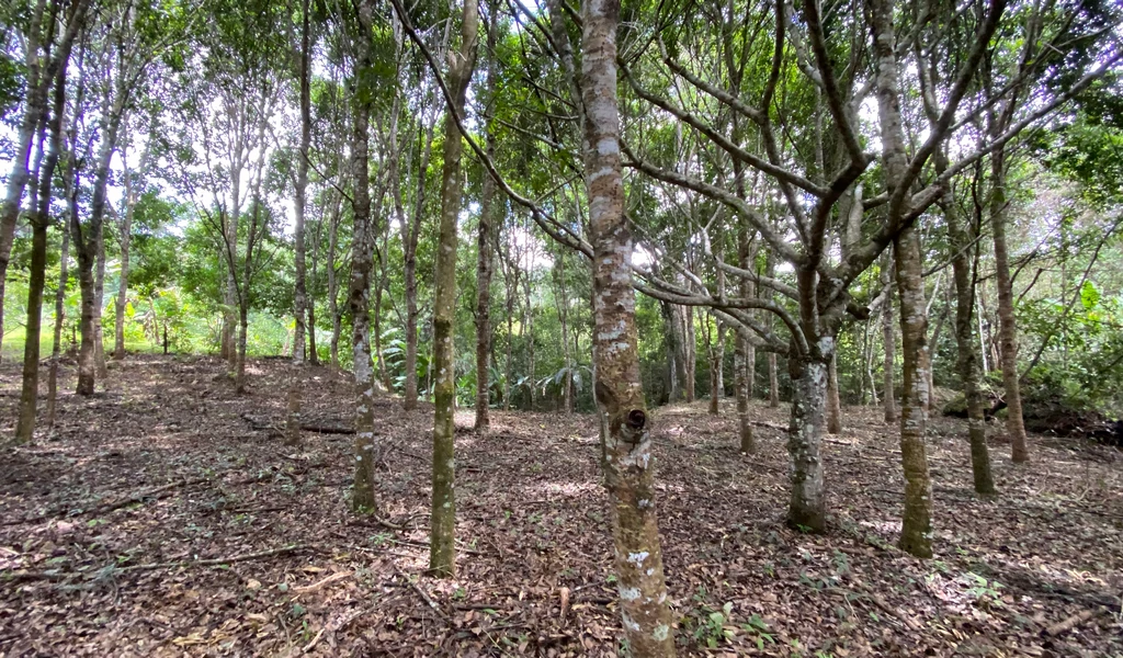 1.9 ACRES – Very Usable Flat Land Divided By An Across Running Creek, Tons Of Fruit Trees Plus Woods In The Back!!! - Gallery image 4