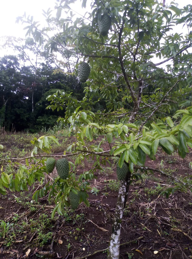 Agricultural farmland for sale in Aguas Claras, Alajuela, 1 house and many fruit trees - Gallery image 13