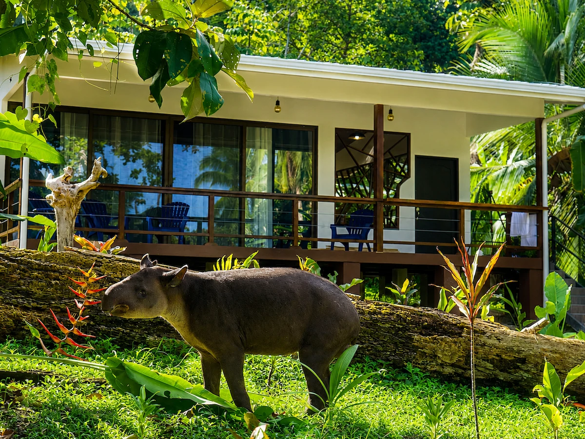 Casa Bromelia: Drake Bay Beachfront Paradise Property Near Corcovado