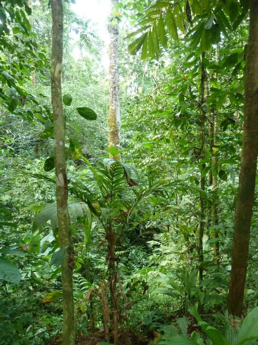 173-Acres of Nature Reserve with Spectacular Primary Forest & Golfo Dulce Views - Gallery image 9