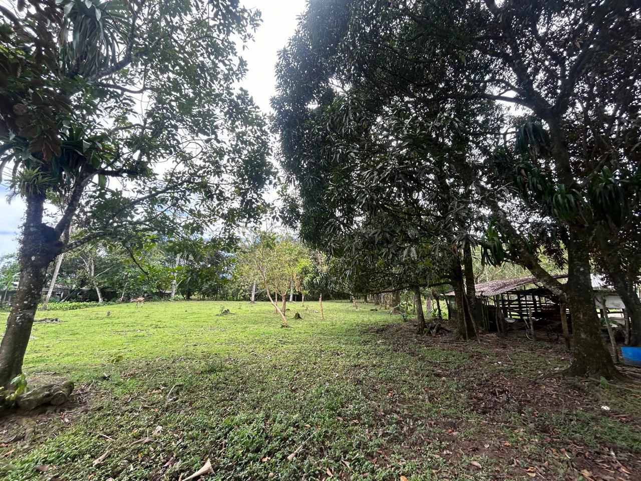 Land for Sale 4803 m2: Over 1 acre beautiful flat land Ready to build with electricity, small creek from spring. - Gallery image 6