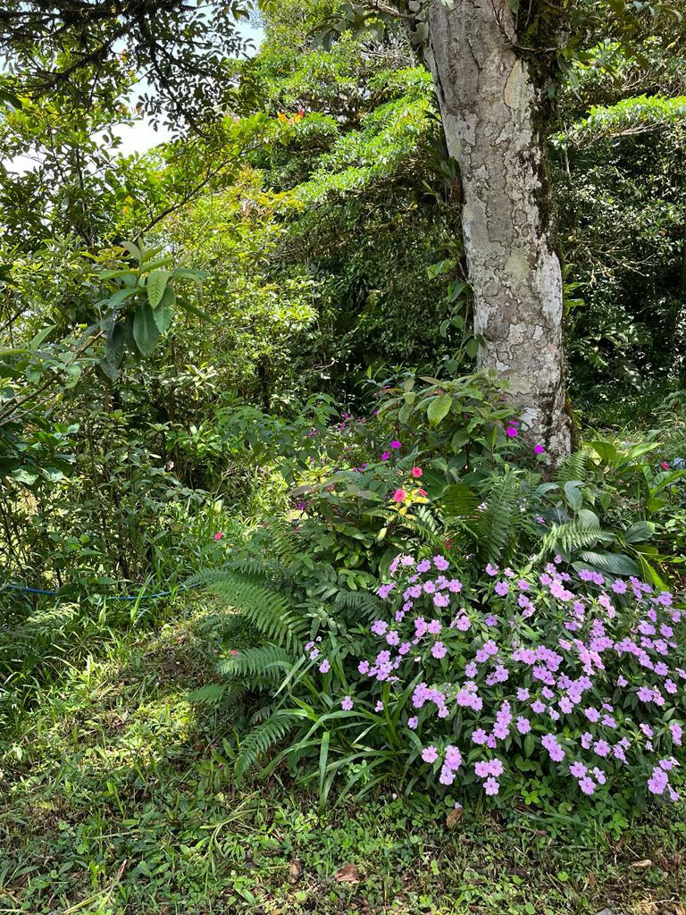 Fantastic property near Biological Reserve - Gallery image 8