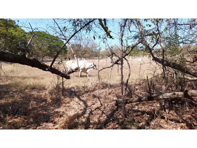 3 Flat topography properties for sale near Playas del Coco, Great building potential in the province of Guanacaste - Gallery image 4