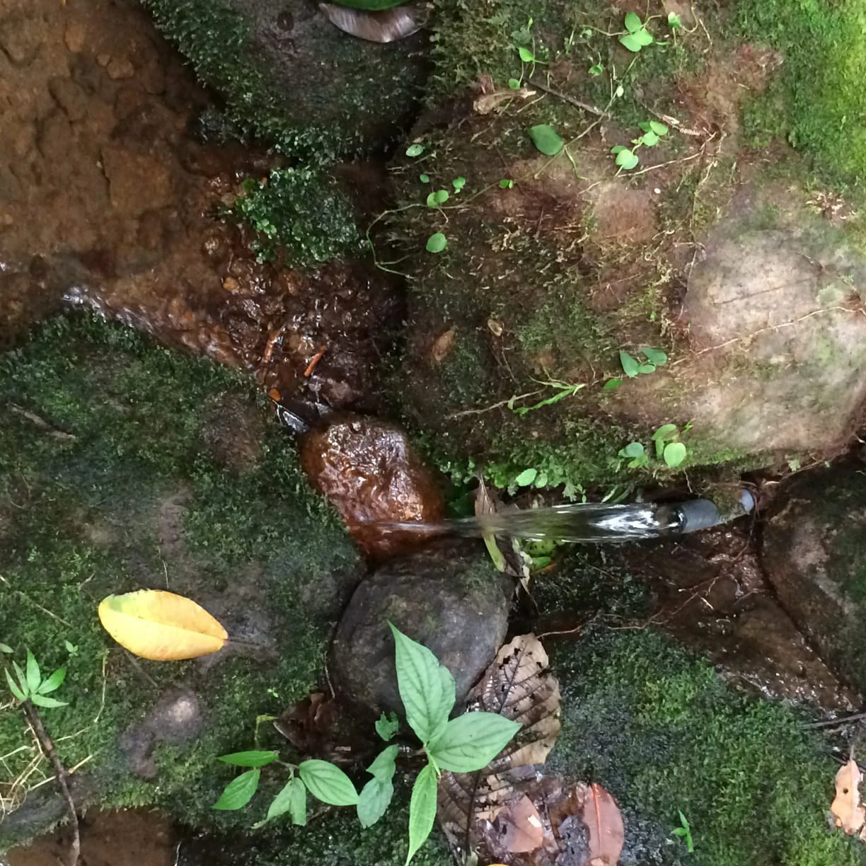 JUNGLE PARADISE: Nature Lovers Dream: 204 acres of Wilderness and a Building Pad - Gallery image 10