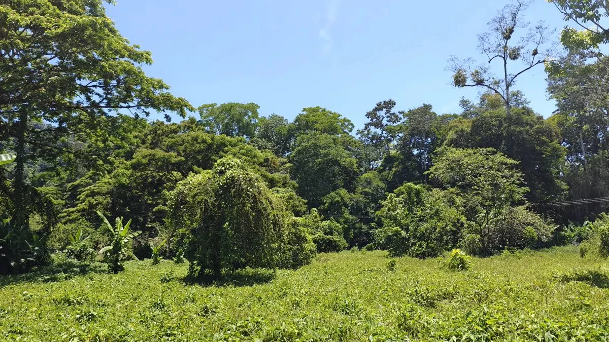 ID 924: El Cortijo: El Cortijo - Residential Lots for Sale in Hone Creek Near Puerto Viejo - Gallery image 9