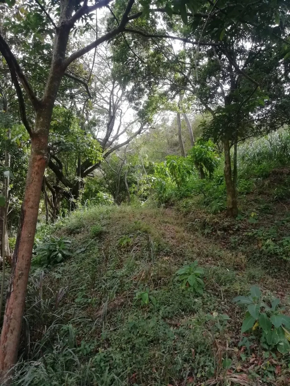 Beautiful lot in Santa Ana for a Developer - Gallery image 5