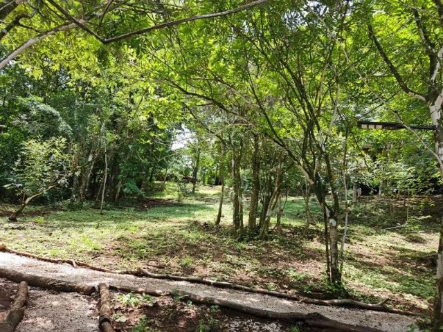 Nosara's Brand New Top Villas as a Business Opportunity in the dense forest of catchment area, 7 villas for sale in Costa Rica's Healthy Blue Zone - Gallery image 10