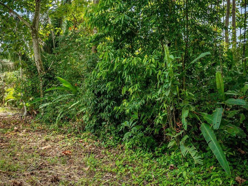 Titled Beach Property in the Osa - Gallery image 7