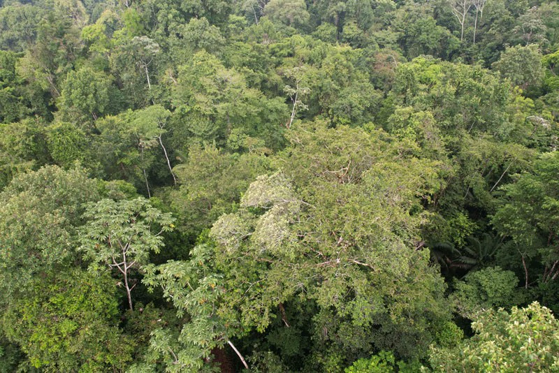 34-Acres of Forest For Sale in Riyito de Puerto Jimenez - Gallery image 3