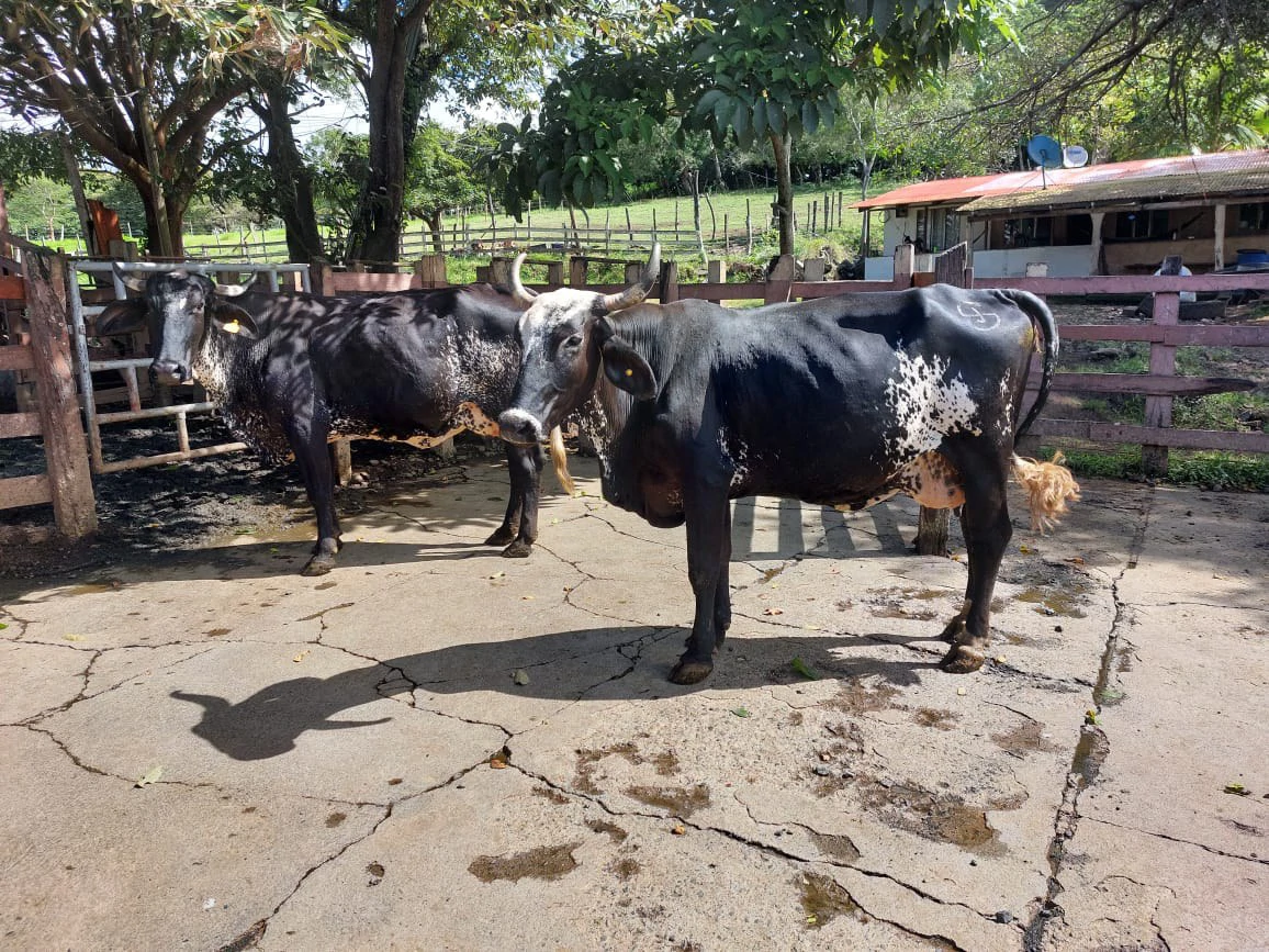 HACIENDA LOMBARDIA : Fully Operating Livestock Business - Gallery image 5