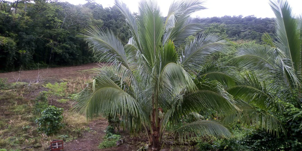 Agricultural farmland for sale in Aguas Claras, Alajuela, 1 house and many fruit trees - Gallery image 18