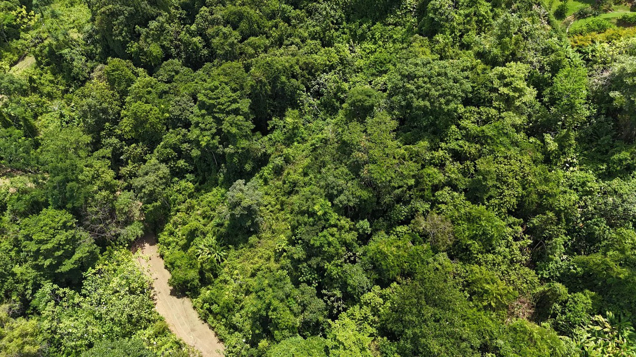 Exquisite Jungle property with Ocean View | Gated Community in Ojochal 3 - Gallery image 7