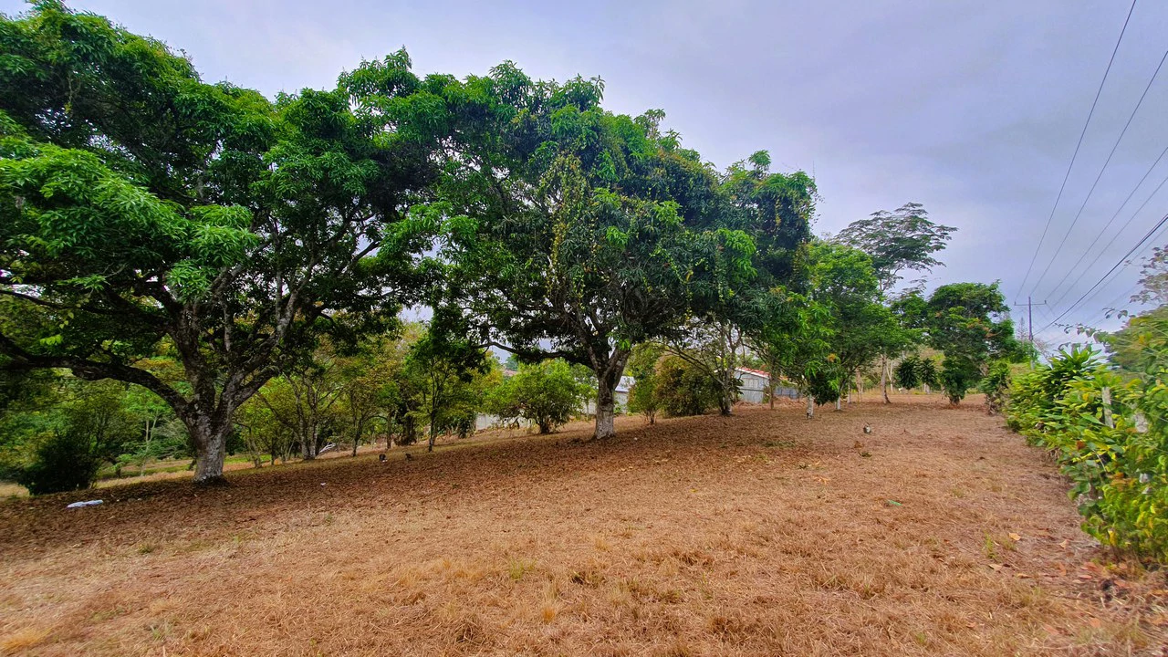 FRUIT TREE PROPERTY FOR SALE: Home Construction Site For Sale in San Isidro del General - Gallery image 11