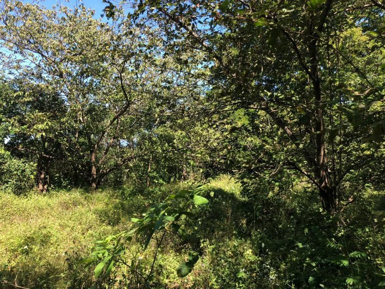 HIGHWAY TO HEAVEN: Commercial potential ! Large property on the Panamerican Highway. - Gallery image 11