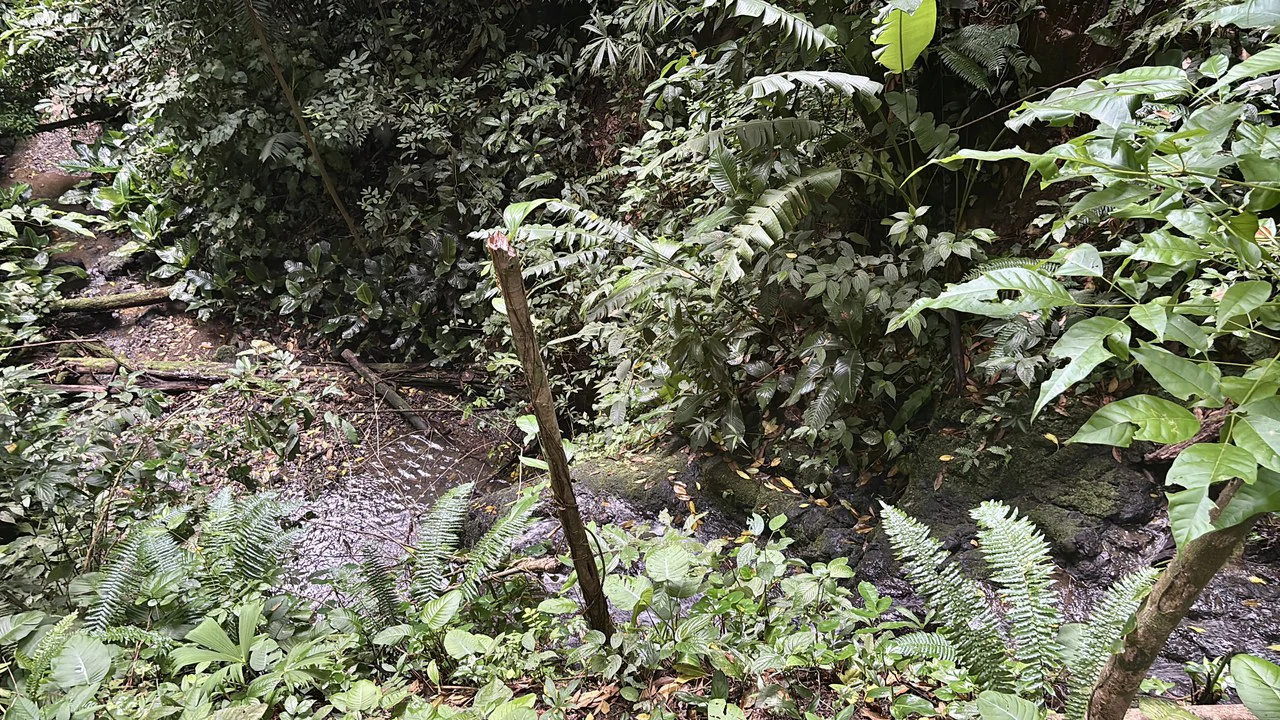 Unique property with creek and waterfall in lush jungle: Mountain Home Construction Site For Sale in Damas - photo 16