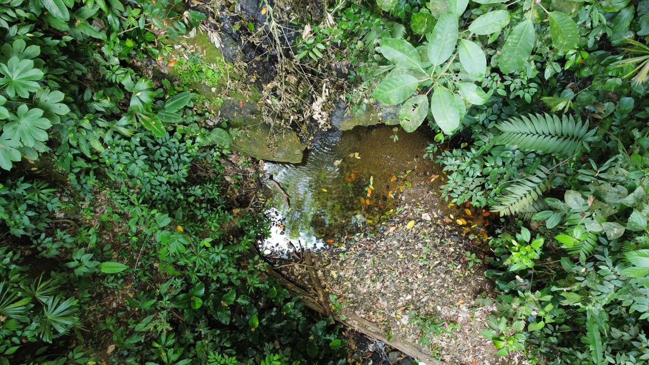 Unique property with creek and waterfall in lush jungle: Mountain Home Construction Site For Sale in Damas - Gallery image 6