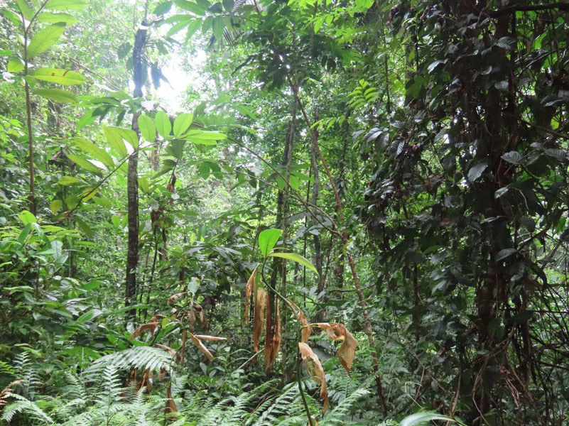 34-Acres of Forest For Sale in Riyito de Puerto Jimenez - Gallery image 32
