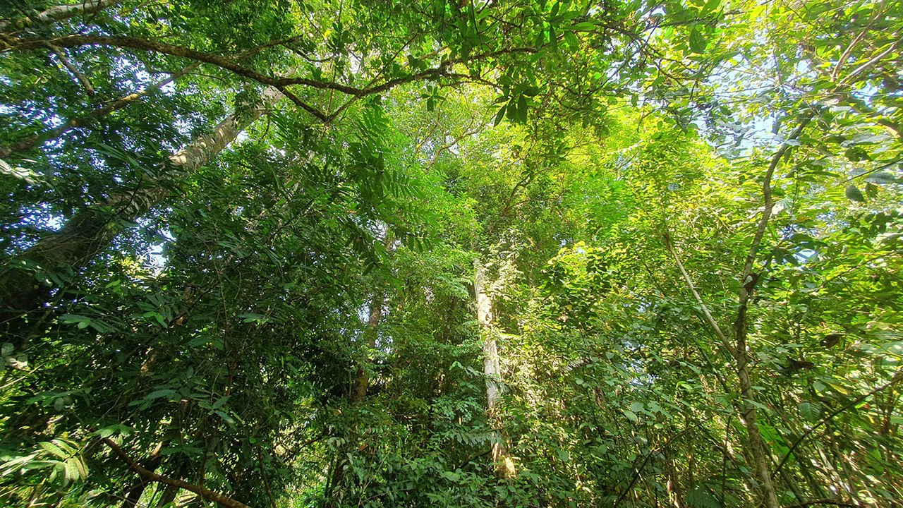 CONSERVATION AND DEVELOPMENT LAND WITH OCEAN VIEW IN SIERPE, COSTA RICA - Gallery image 20