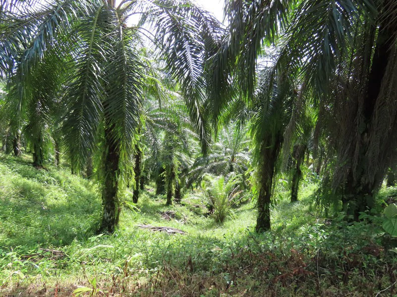Palm Farm with Ocean View, Ideal for Ecotourism or Residential Development - Gallery image 11