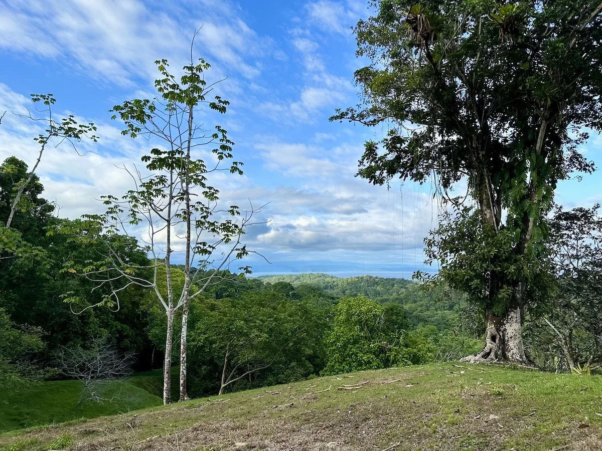 High Elevation Rainforest and Ocean View Property - Gallery image 13