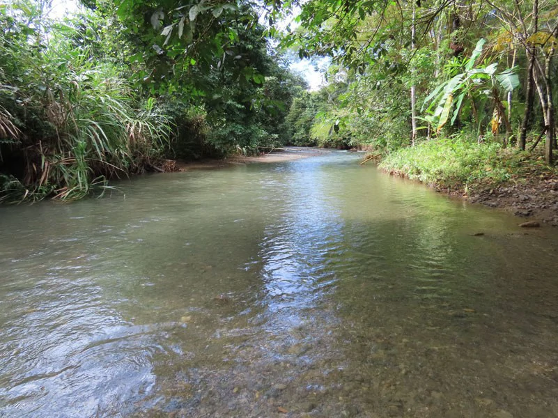 Palm Farm with Ocean View, Ideal for Ecotourism or Residential Development - Gallery image 17