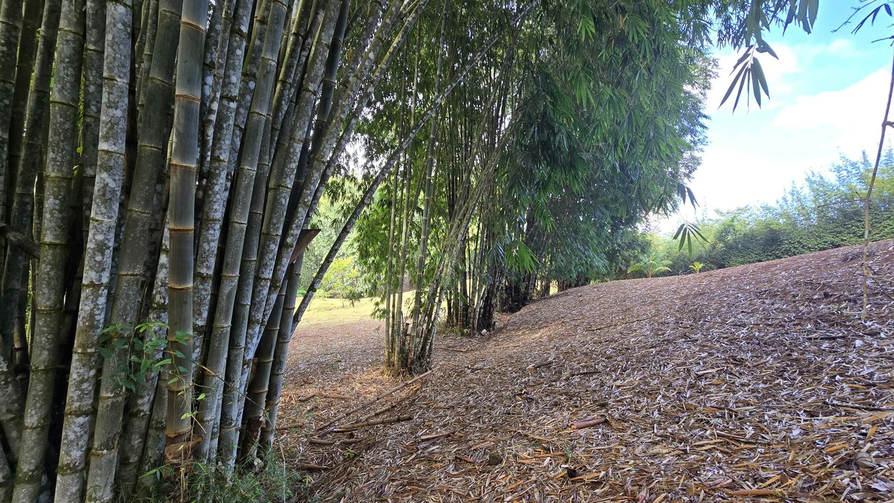 FINCA EN BARÚ GUSTAVO-149760: Mountain Agricultural Land For Sale in Barú - Gallery image 8