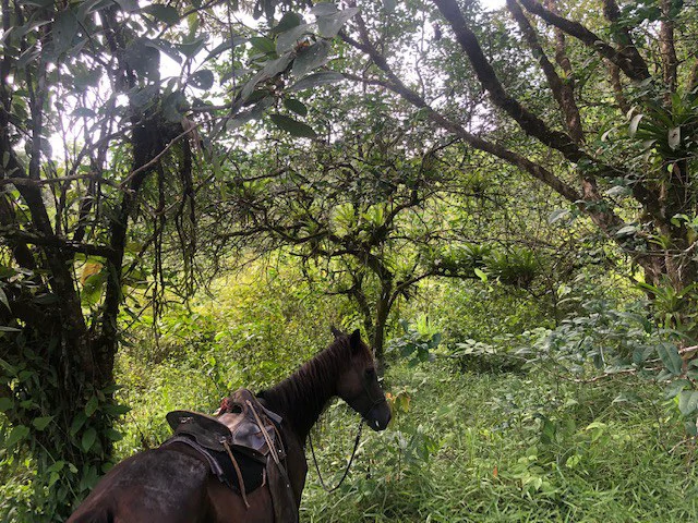 Cold & Hot springs surrounded by an overgrown farm, taken back by nature - Gallery image 36