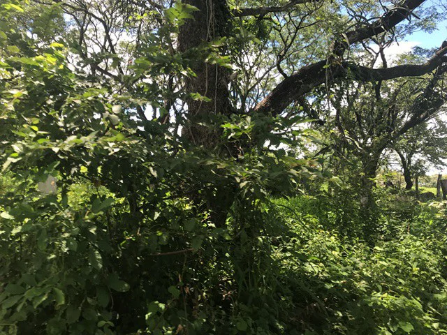Large Development Land for Sale in Liberia, Guanacaste, Costa Rica - Gallery image 23