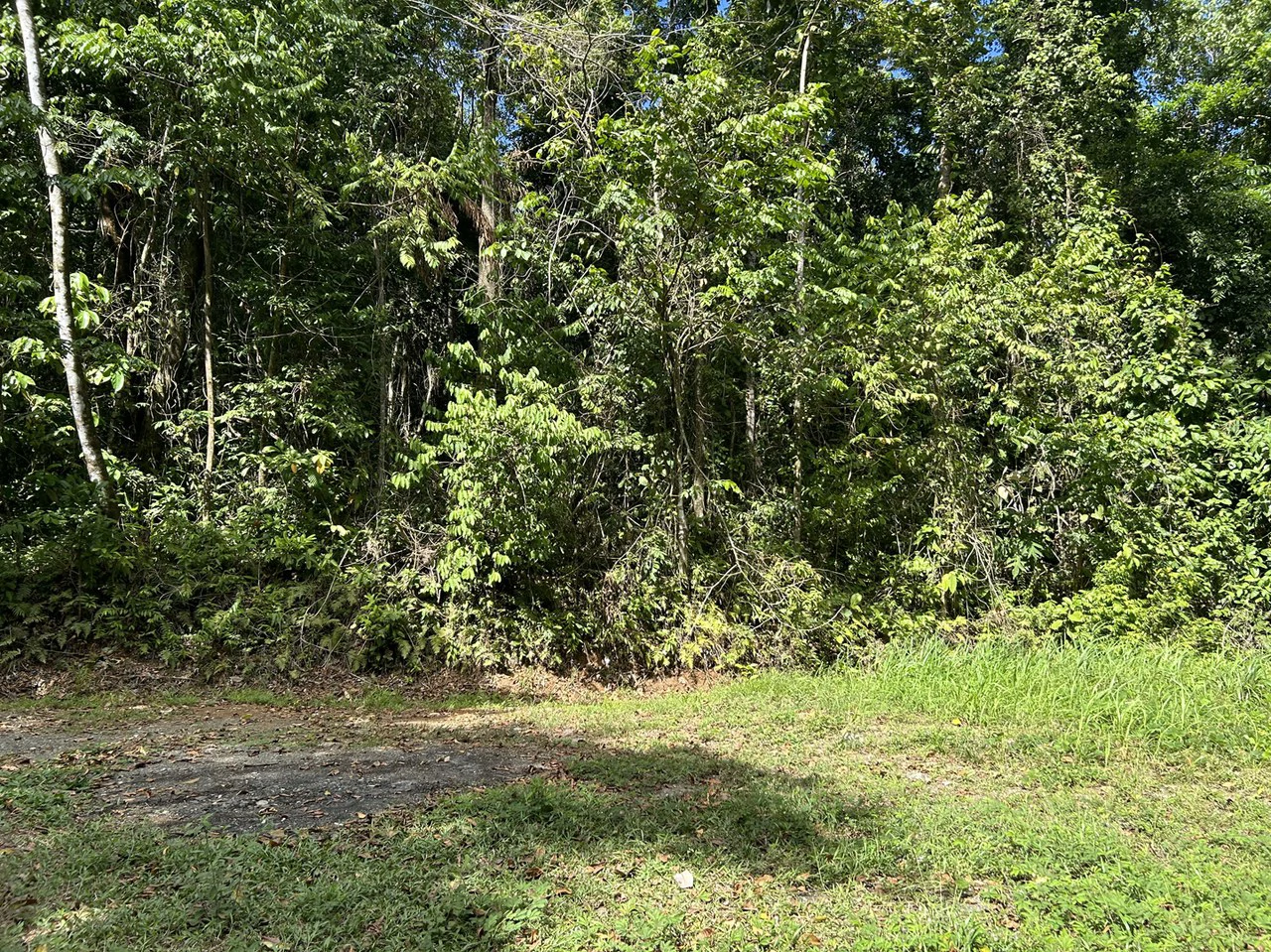 Cabo Matapalo: Jungle View Lot Priced To Sell! - Gallery image 10