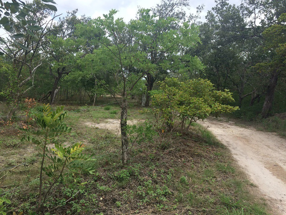 Finca grande: Economic Building property for sale in El Salto, with private access to the surrounding beautiful nature with own river - Gallery image 15