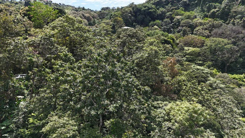 Luxury Gated Ocean-View Land Minutes from Manuel Antonio National Park and Marina - Gallery image 11