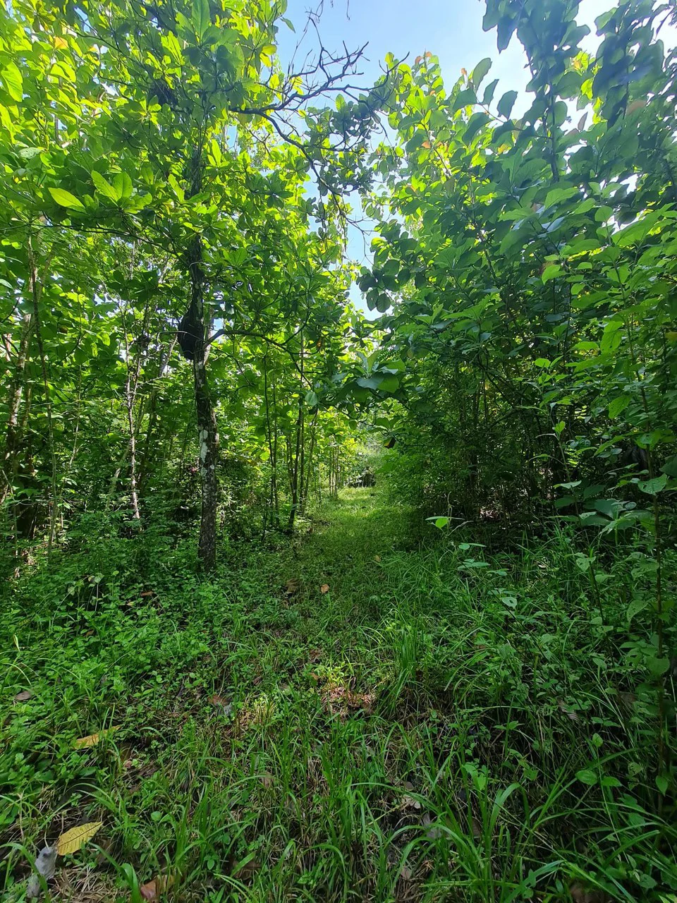 Near the Coast Agricultural Land For Sale in Orotina - Gallery image 5
