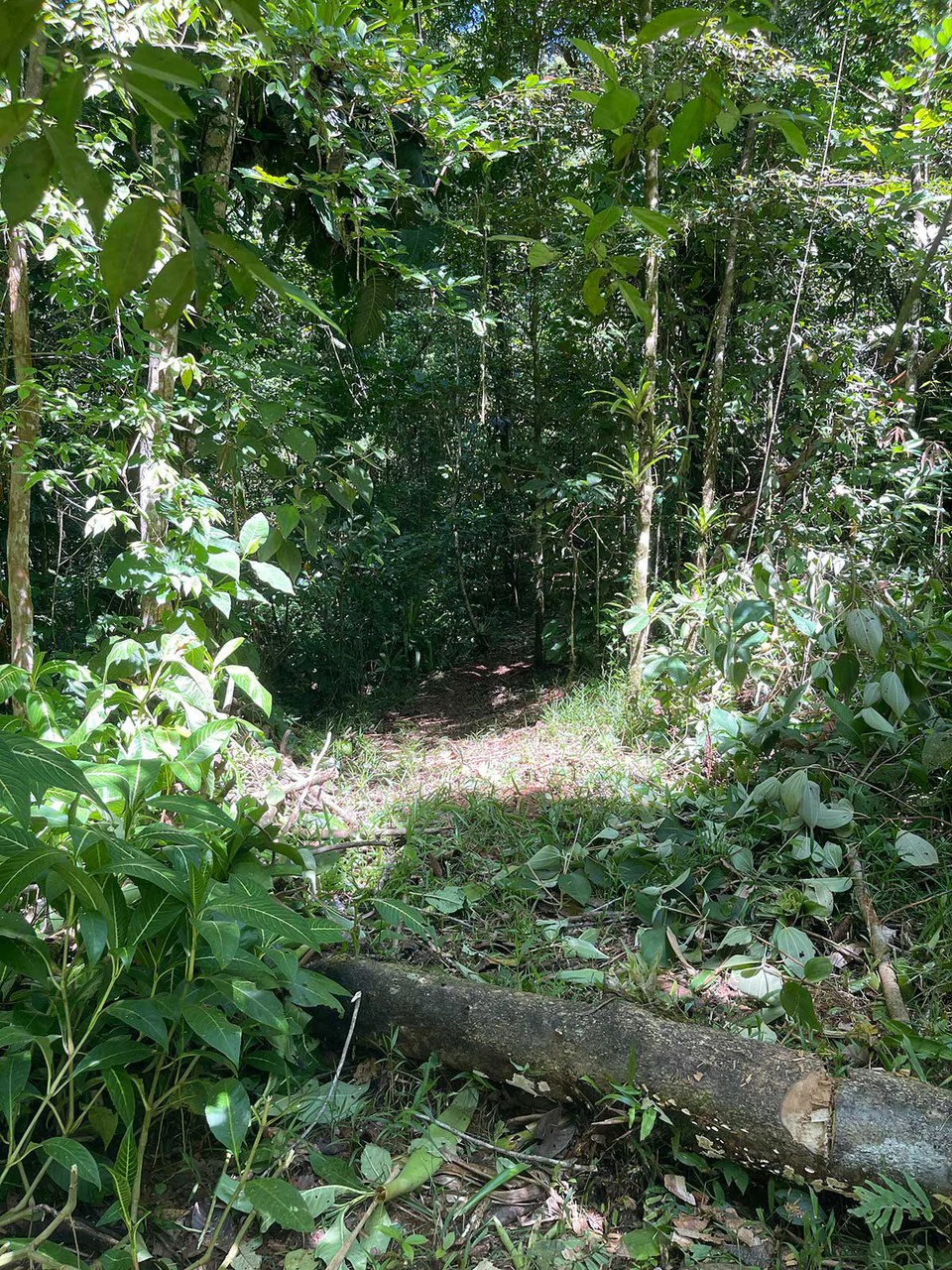 ID 4167: Investment Opportunity: 8-Acre Reforested Mountain Finca in Puriscal - Gallery image 9