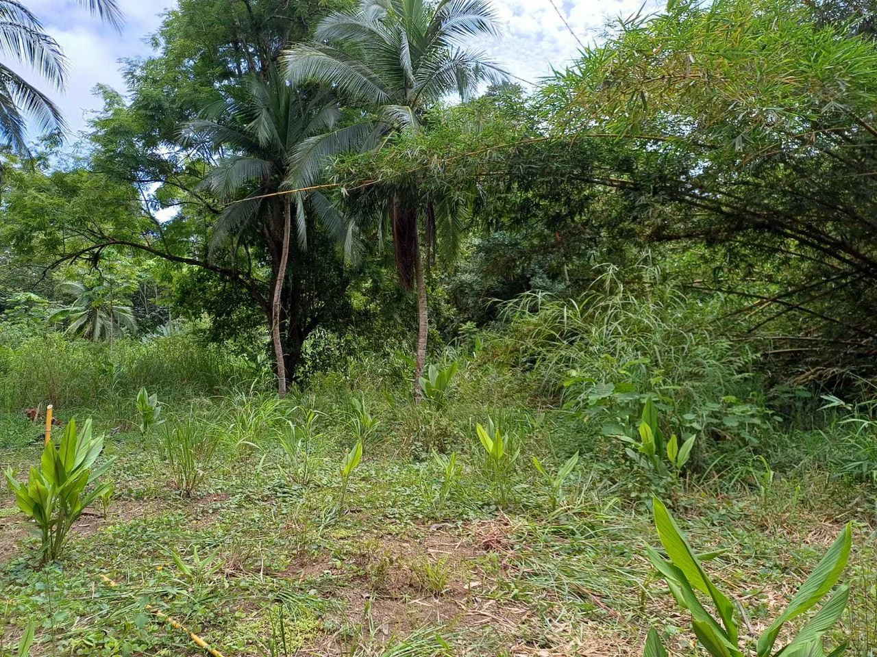 Natura Amapola Reserve, Puerto Jimenez - Gallery image 14