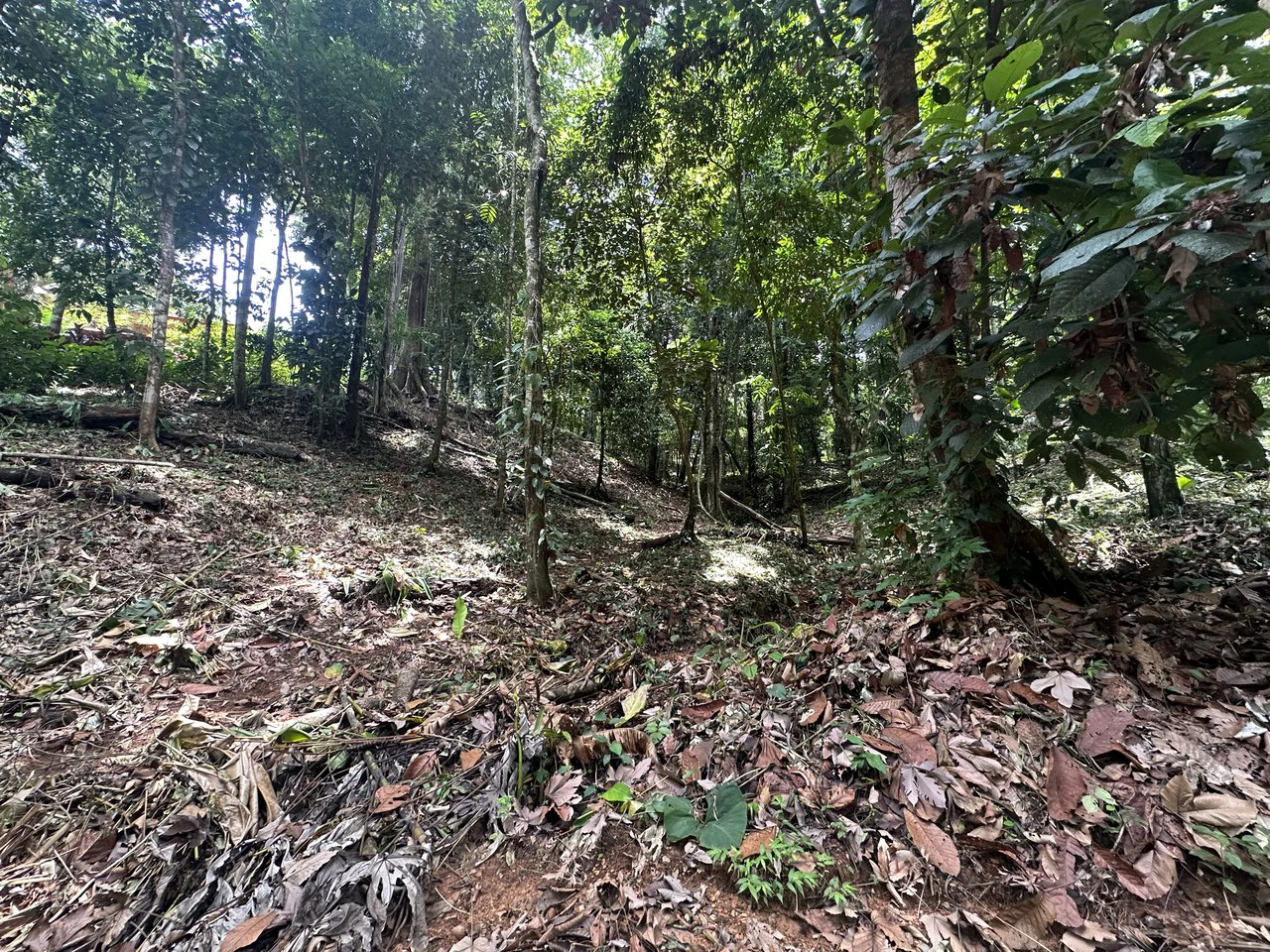 1.6 Acres Land Parcel in Ballena, Jungle Views.: Mountain Home Construction Site For Sale in Bahía Ballena - Gallery image 11