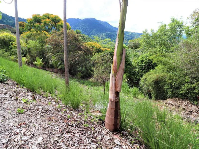 Captivating 3.15-Acre Property: Huge Pricedrop! Firesale Oceanview Lot in Tres Rios - Gallery image 34