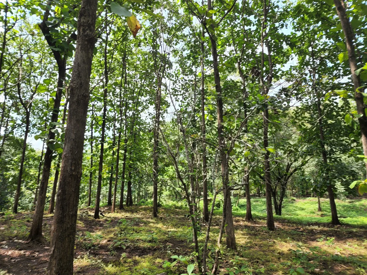 INVEST IN A TEAK PLANTATION FOR 25 YEARS - Gallery image 24