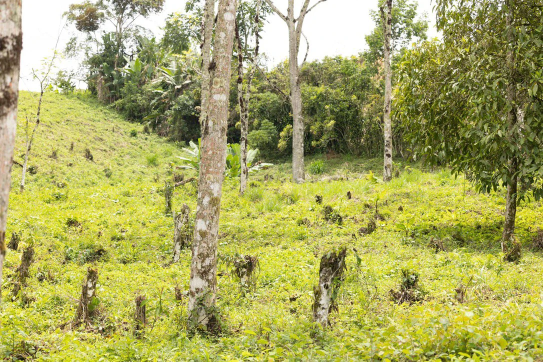 LOVELY 2.8 HECTARE FINCA IN COTO BRUS - Gallery image 10