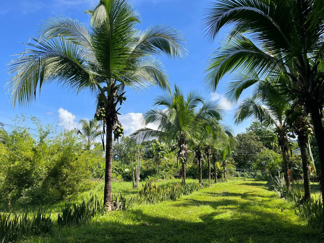 Perla Tropical Rio Seco: Great Opportunity for Sale with reduced price - Gallery image 23