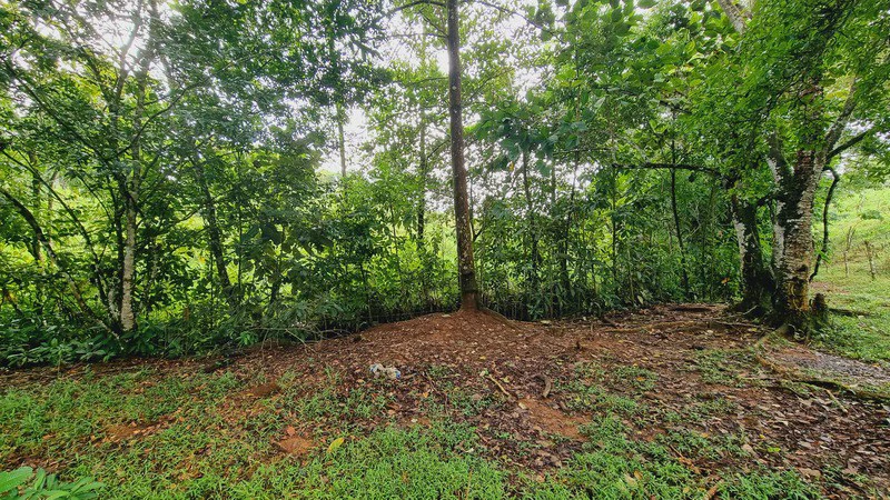 Lote en San Francisco de Cajon: Mountain Agricultural Land For Sale in San Francisco - Gallery image 15