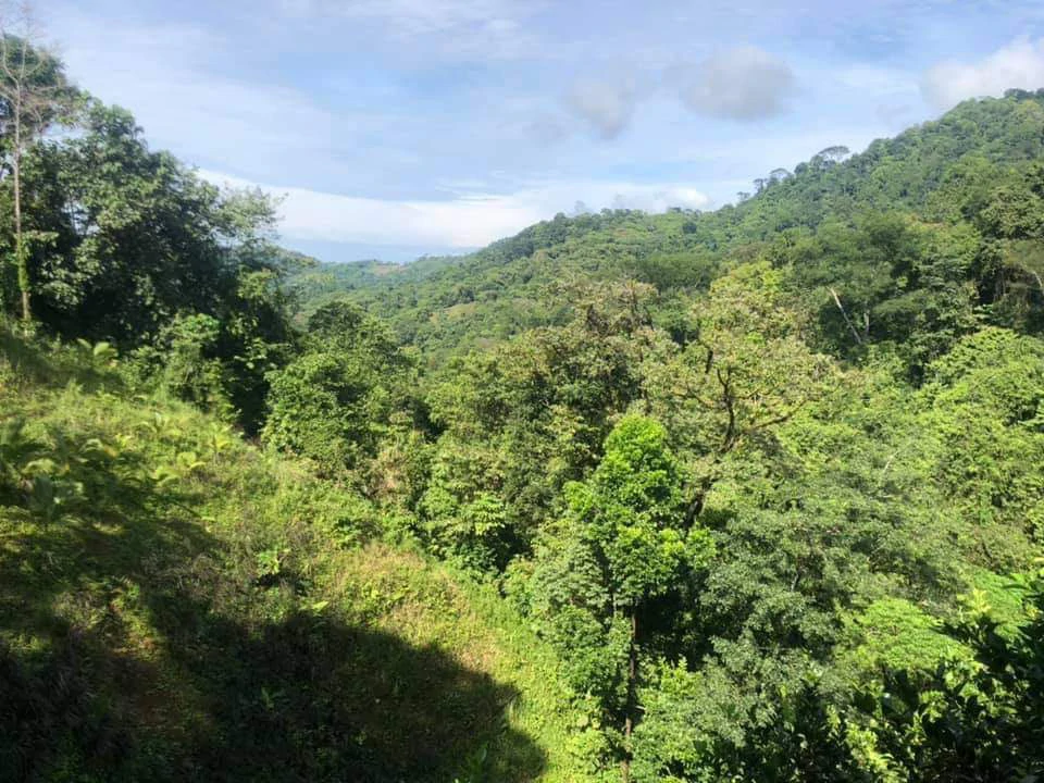 SECLUDED PARADISE WITH STUNNING VIEWS, WATERFALLS & ABUNDANT WILDLIFE - Gallery image 15