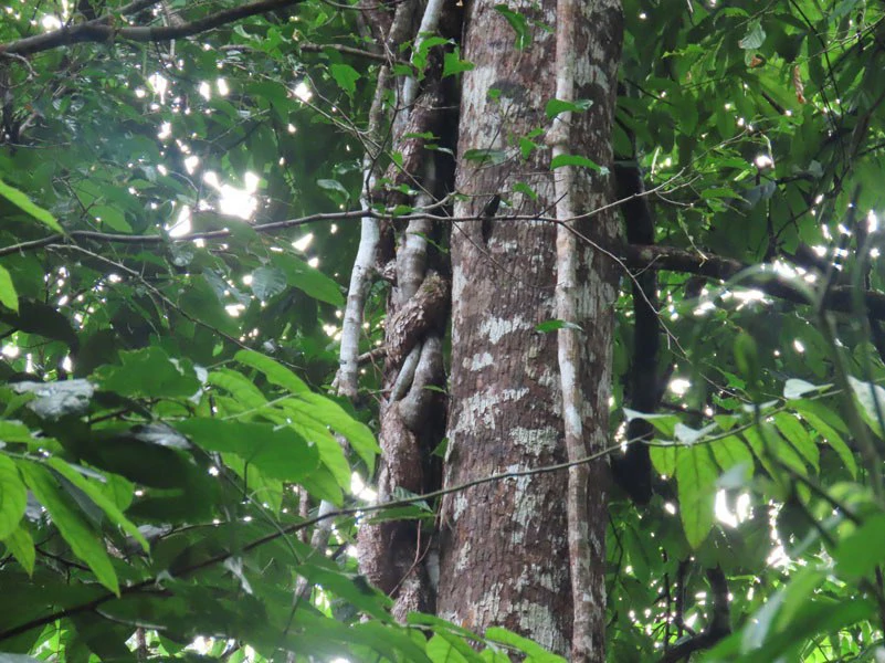34-Acres of Forest For Sale in Riyito de Puerto Jimenez - Gallery image 35