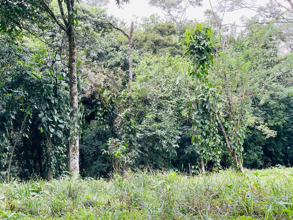 Farm for sale Puriscal Close to Universidad para la Paz Costa Rica - Gallery image 5
