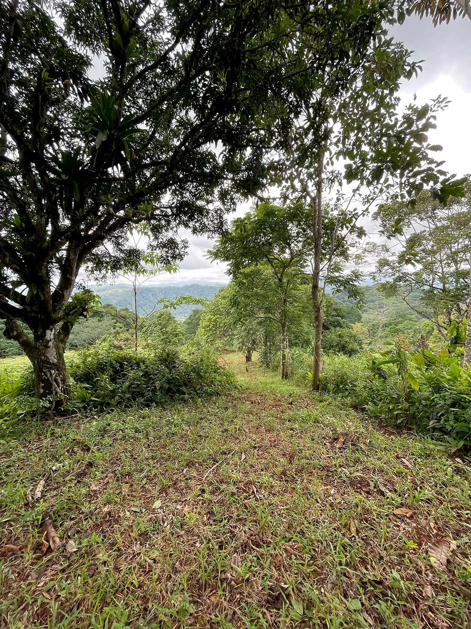 ID 4167: Investment Opportunity: 8-Acre Reforested Mountain Finca in Puriscal - Gallery image 39
