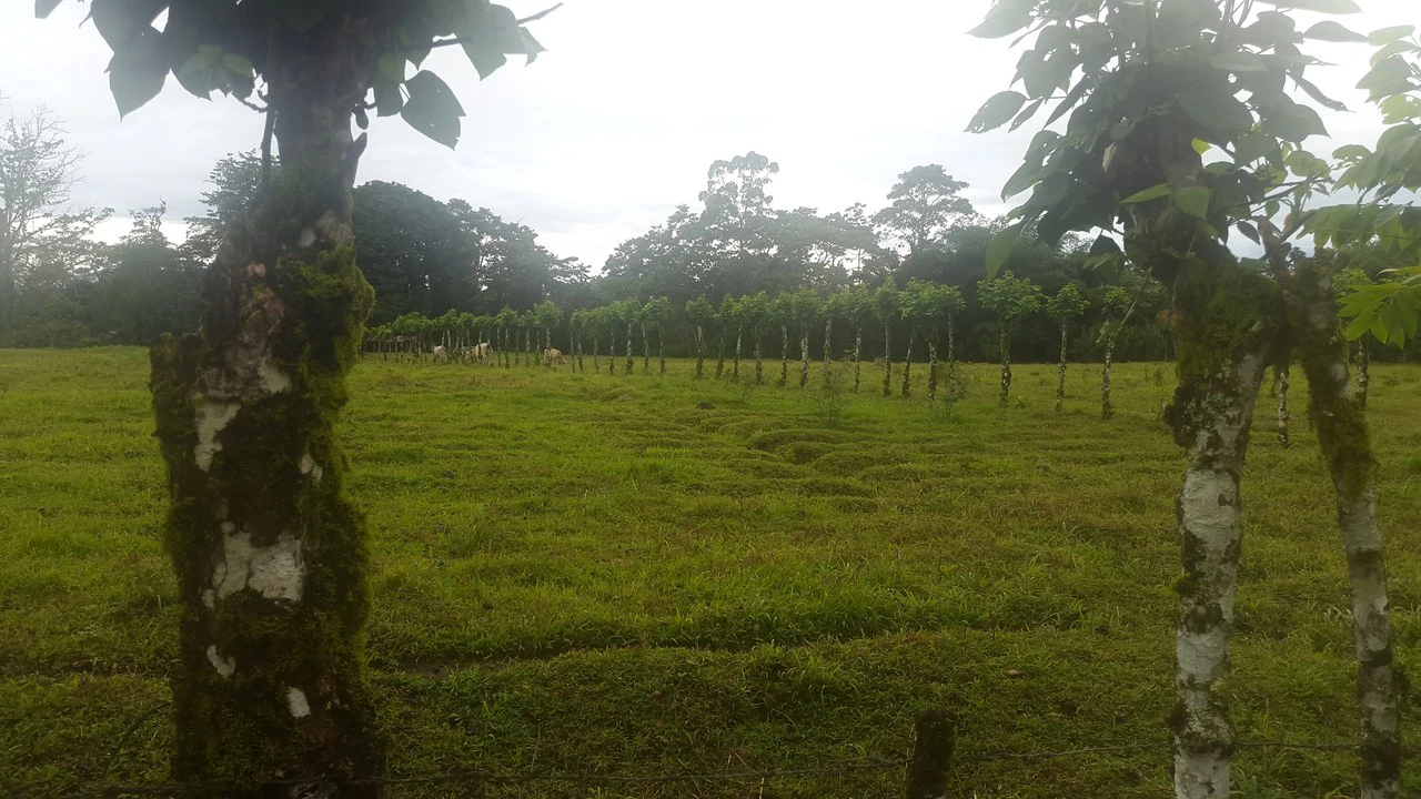 Countryside Development Parcel For Sale in Cariari - Gallery image 13