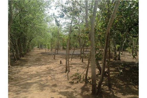 Commercial land in Guanacaste 0.87ha : 900701029-120 - Gallery image 5