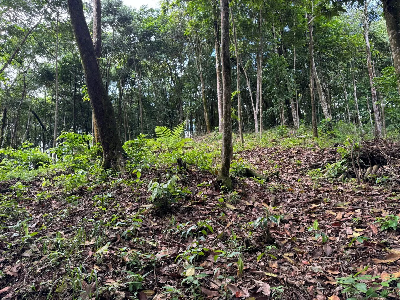 0.5 ACRES – Ocean View Property 1 Min Off Paved Highway In Escaleras Minutes To Dominical And Uvita!!!: Near the Coast and Mountain Home Construction Site For Sale in Dominical - Gallery image 6