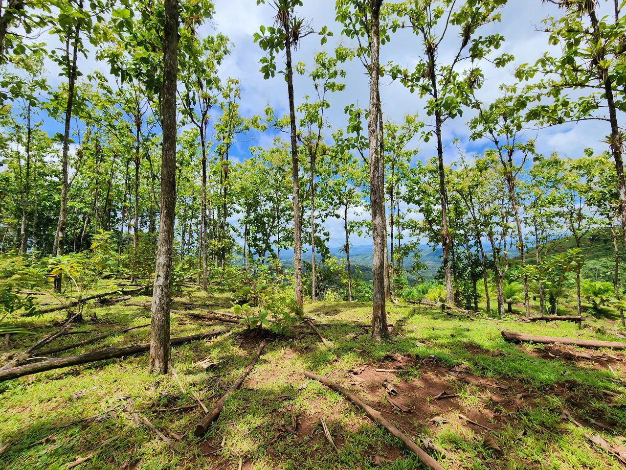 PRIME PARRITA FARM FOR SALE - Gallery image 41