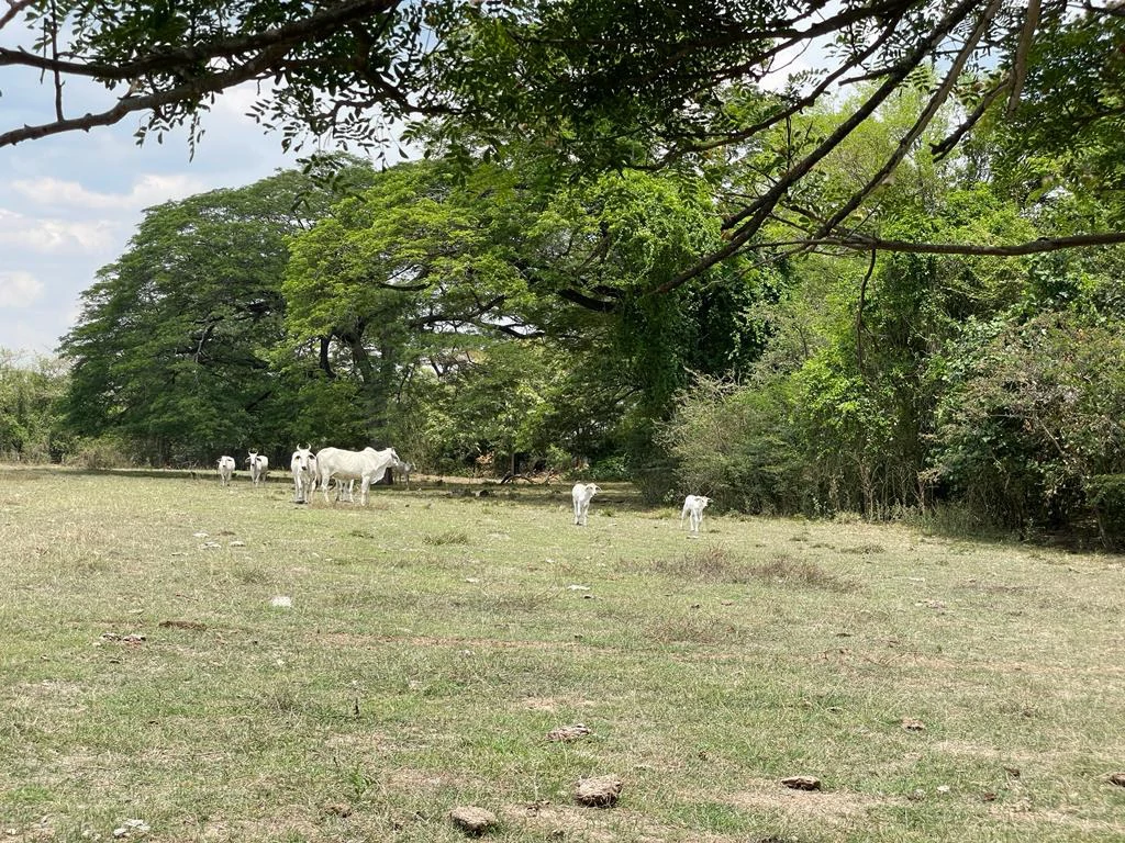 Farm for Sale to Develop Guanacaste Costa Rica - Gallery image 9